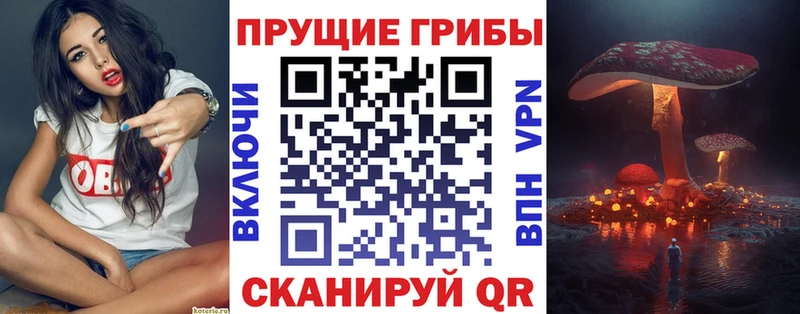 Галлюциногенные грибы Psilocybine cubensis Чернушка
